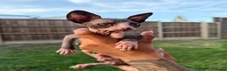 Sphynx cats for sale: Price reduced Tica registered Sphynx kitten - Advert 3