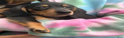 Miniature Dachshund dogs for sale: Mini dachshund  - Advert 3