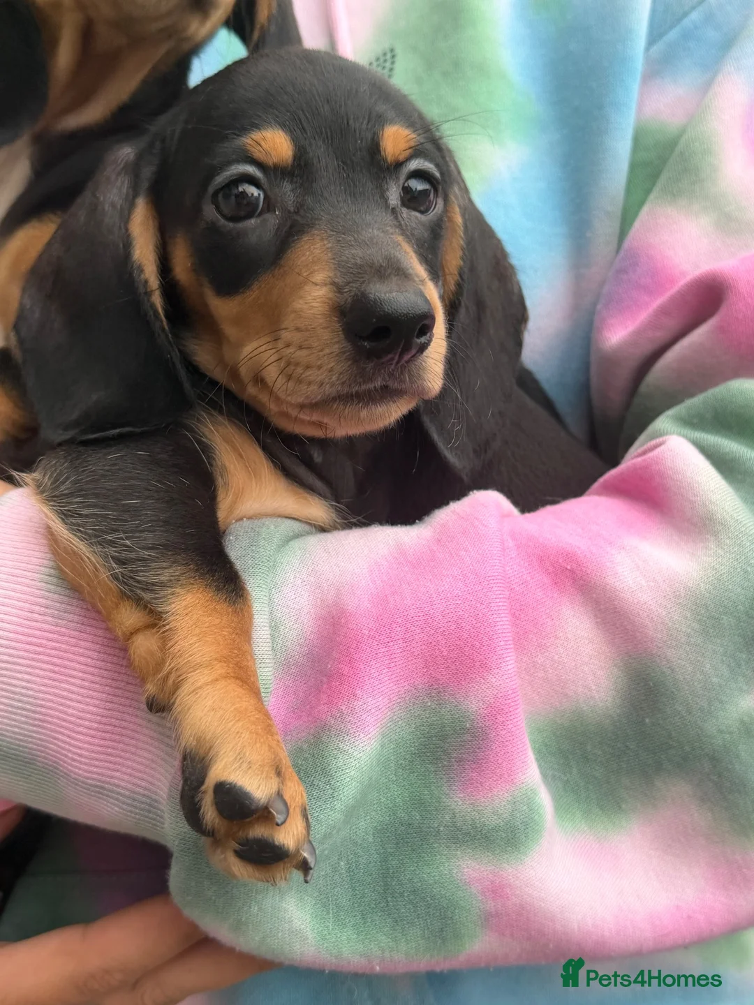 Miniature Dachshund dogs for sale: Mini dachshund  - Advert 3