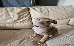 Bullmastiff dogs for sale: Female bullmastiff puppy  - Image 2
