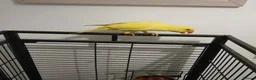 Ringnecks birds for sale: Ringneck parrot in Bradford - Advert 4