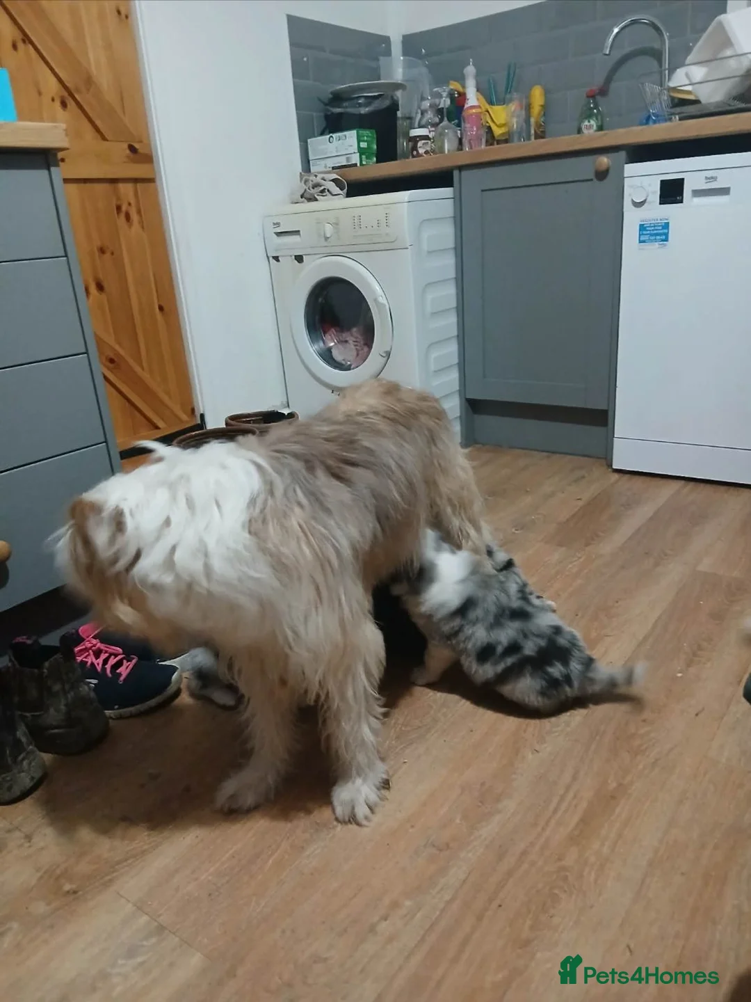 Mixed Breed dogs for sale: Beautiful bearded collie cross blue merle collie  - Advert 5