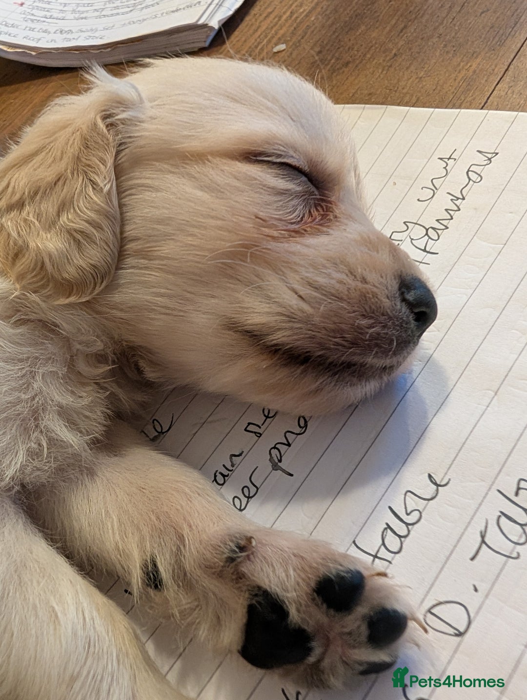 Golden Retriever dogs for sale: ❤️ Superb Litter of Golden Retriever Puppies ❤️ - Image 37