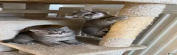 British Shorthair cats for sale: Two Scottish Fold and Two British Shorthair  - Advert 15