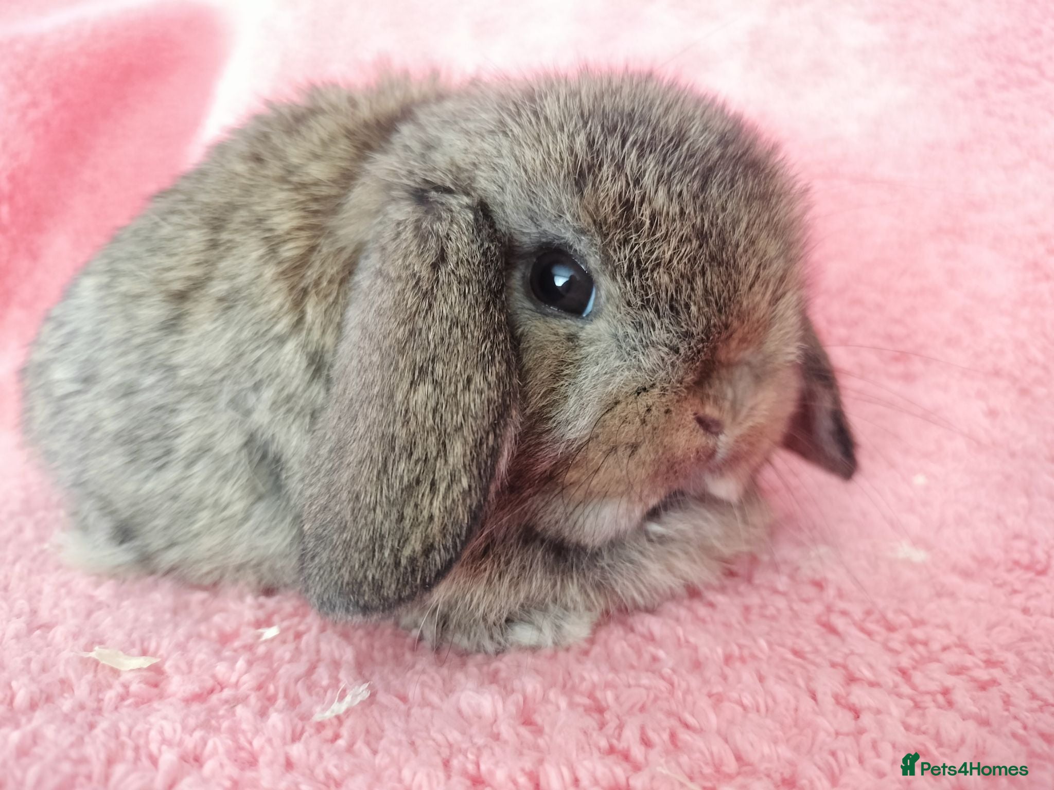 Mini Lop rabbits Baby mini lops for sale  - Advert 2