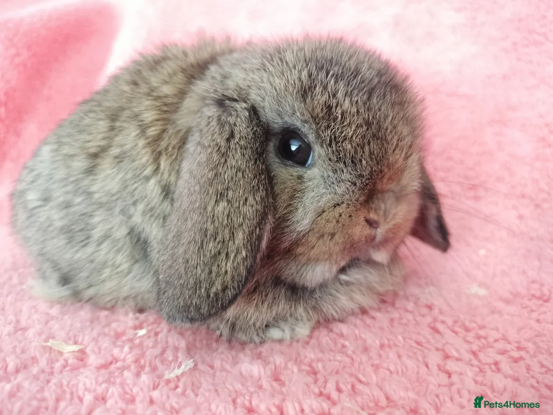 Mini Lop rabbits for sale: Baby mini lops for sale  - Advert 2