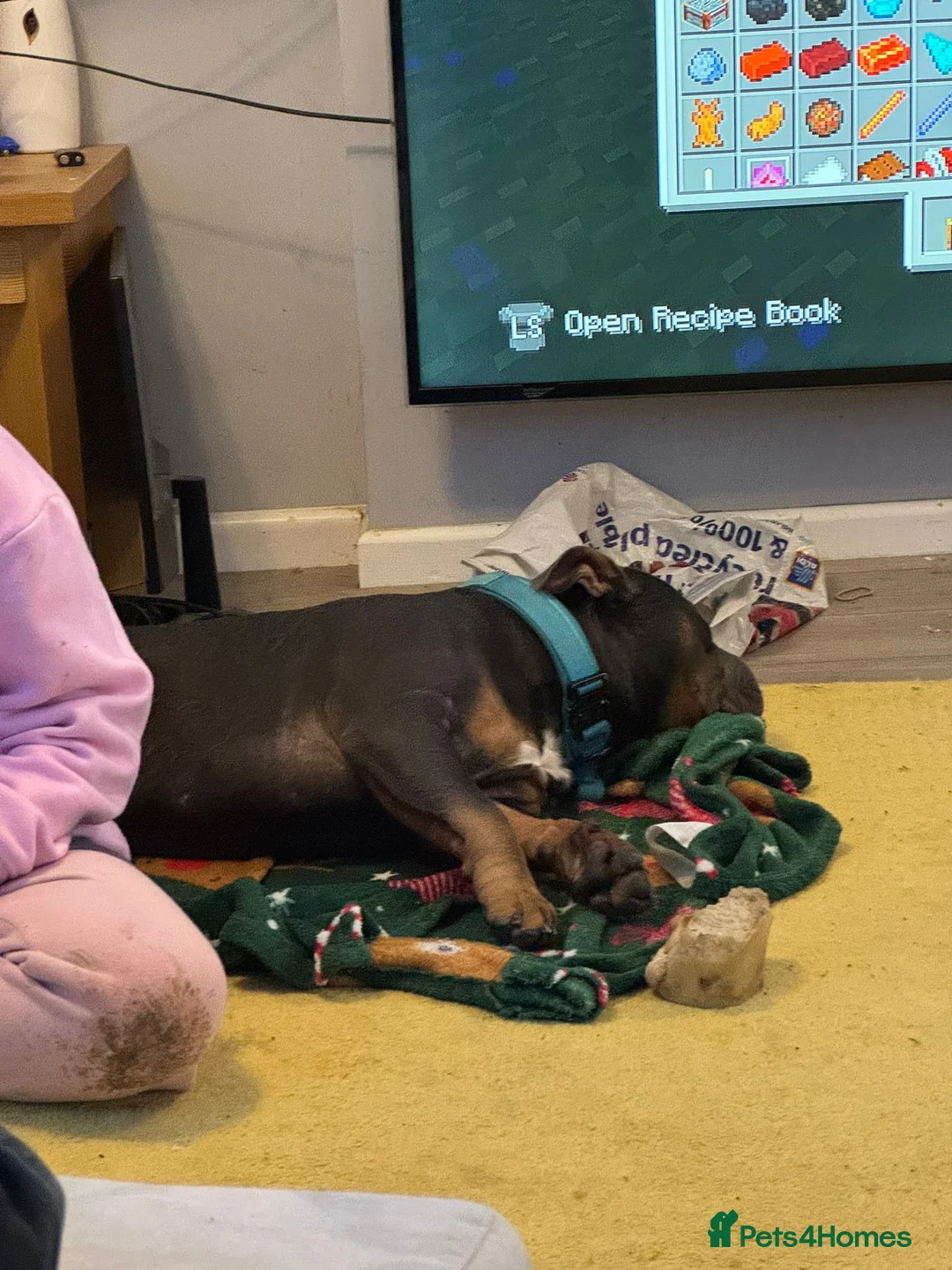 American Bully dogs for sale: Pocket bully  in Loughborough - Advert 5