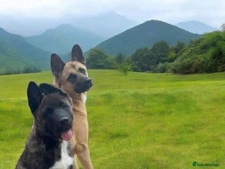 Mixed Breed dogs Bear, 5 month old brindle Akita x german shepherd - Advert 1