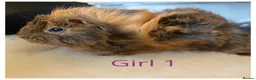 Guinea Pig rodents for sale: Guinea Pig babies- beautiful colours and condition - Advert 7
