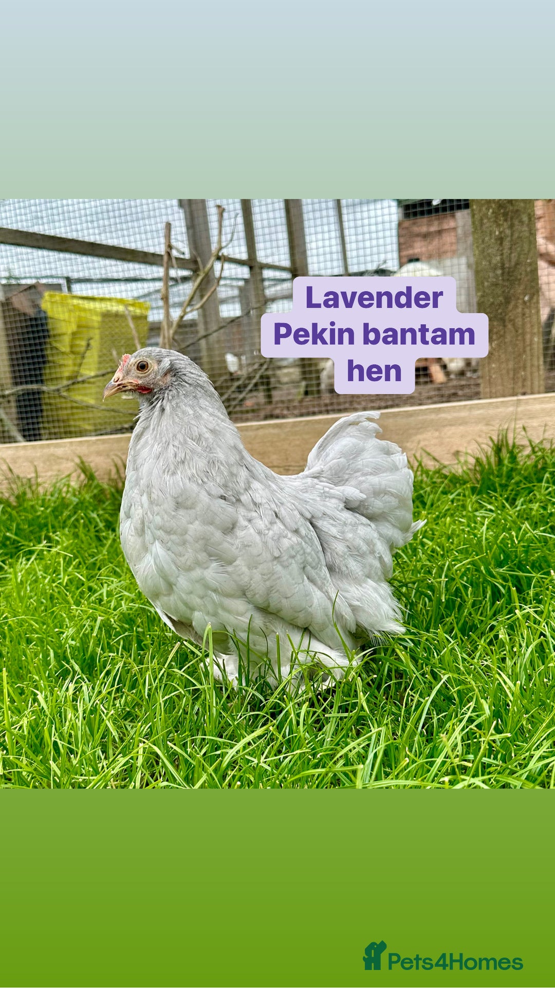 Chickens poultry for sale: Bantam hens at point of lay - Image 8