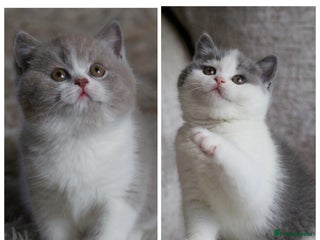 British Shorthair cats 🐾GCCF Registered British Shorthair Kittens🐾 - Advert 13