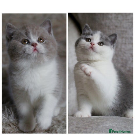 British Shorthair cats 🐾GCCF Registered British Shorthair Kittens🐾 - Advert 10