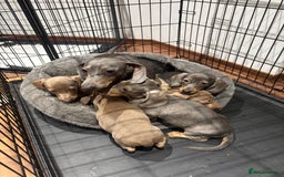 Miniature Dachshund dogs for sale: Outstanding Minature Dachshunds Puppies For Sale  - Image 18