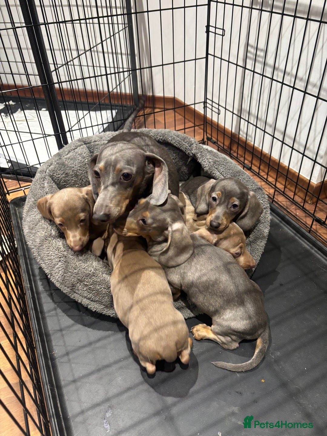 Miniature Dachshund dogs for sale: Outstanding Minature Dachshunds Puppies For Sale  - Image 18