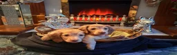 Miniature Dachshund dogs for sale: Champion Line KC Mini Longhair Dachshund Pups - Advert 1