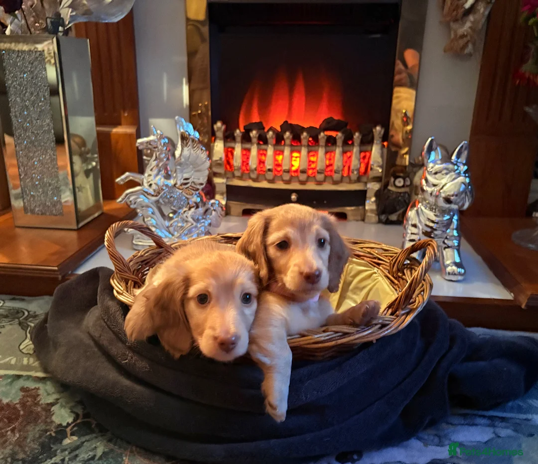 Miniature Dachshund dogs for sale: Champion Line KC Mini Longhair Dachshund Pups - Advert 1