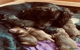 Cocker Spaniel dogs for sale: 🐶🐶🐶6 STUNNING WORKING COCKER SPANIELS🐶🐶🐶 - Image 14