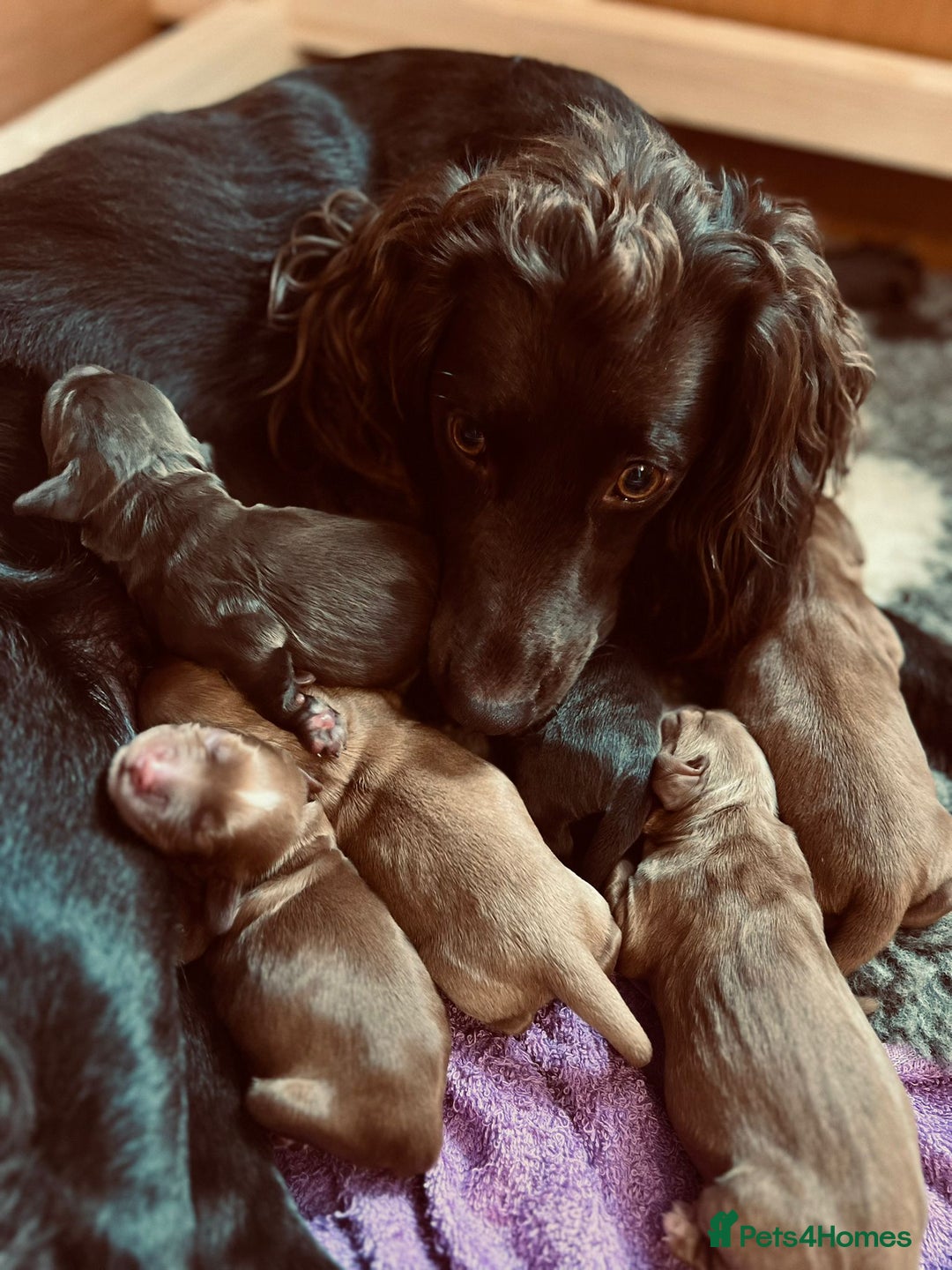 Cocker Spaniel dogs for sale: 🐶🐶🐶6 STUNNING WORKING COCKER SPANIELS🐶🐶🐶 - Image 14