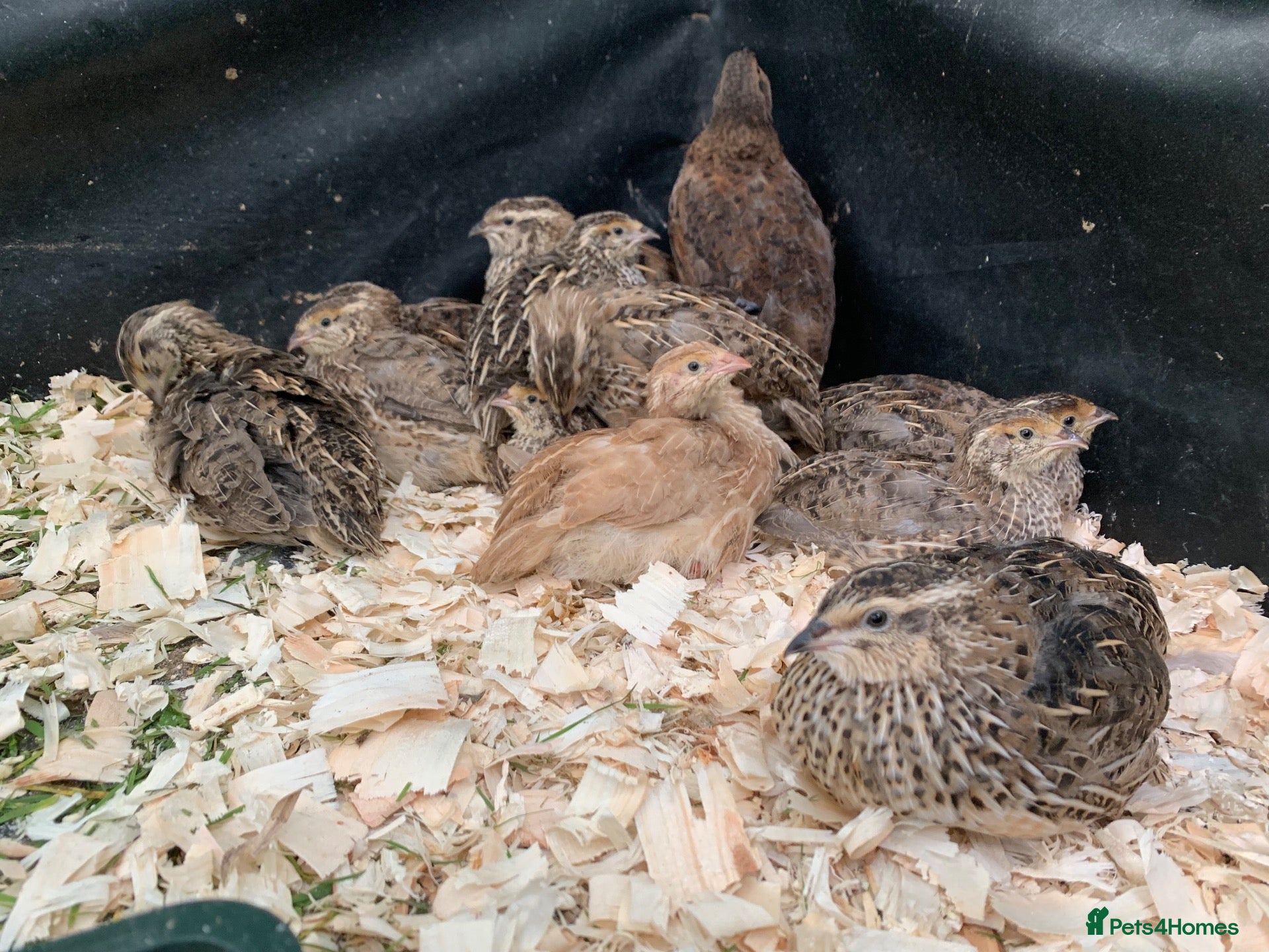 Quail poultry 12Hens Japanese Coturnix Quail +unsexed  - Advert 12