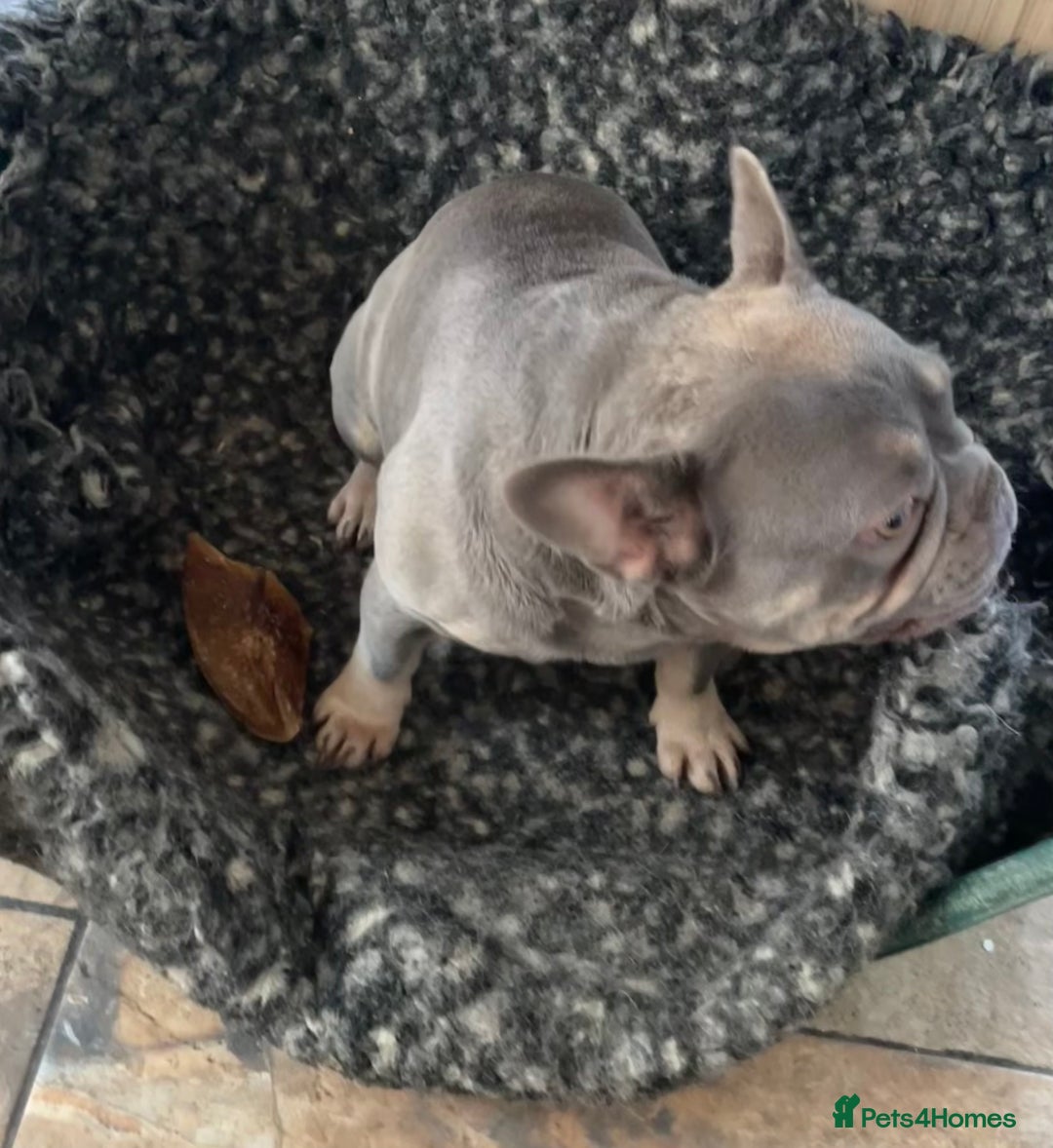 French Bulldog dogs for sale: KC REGISTERED HEALTH TESTED FRENCH BULLDOGS  - Advert 9