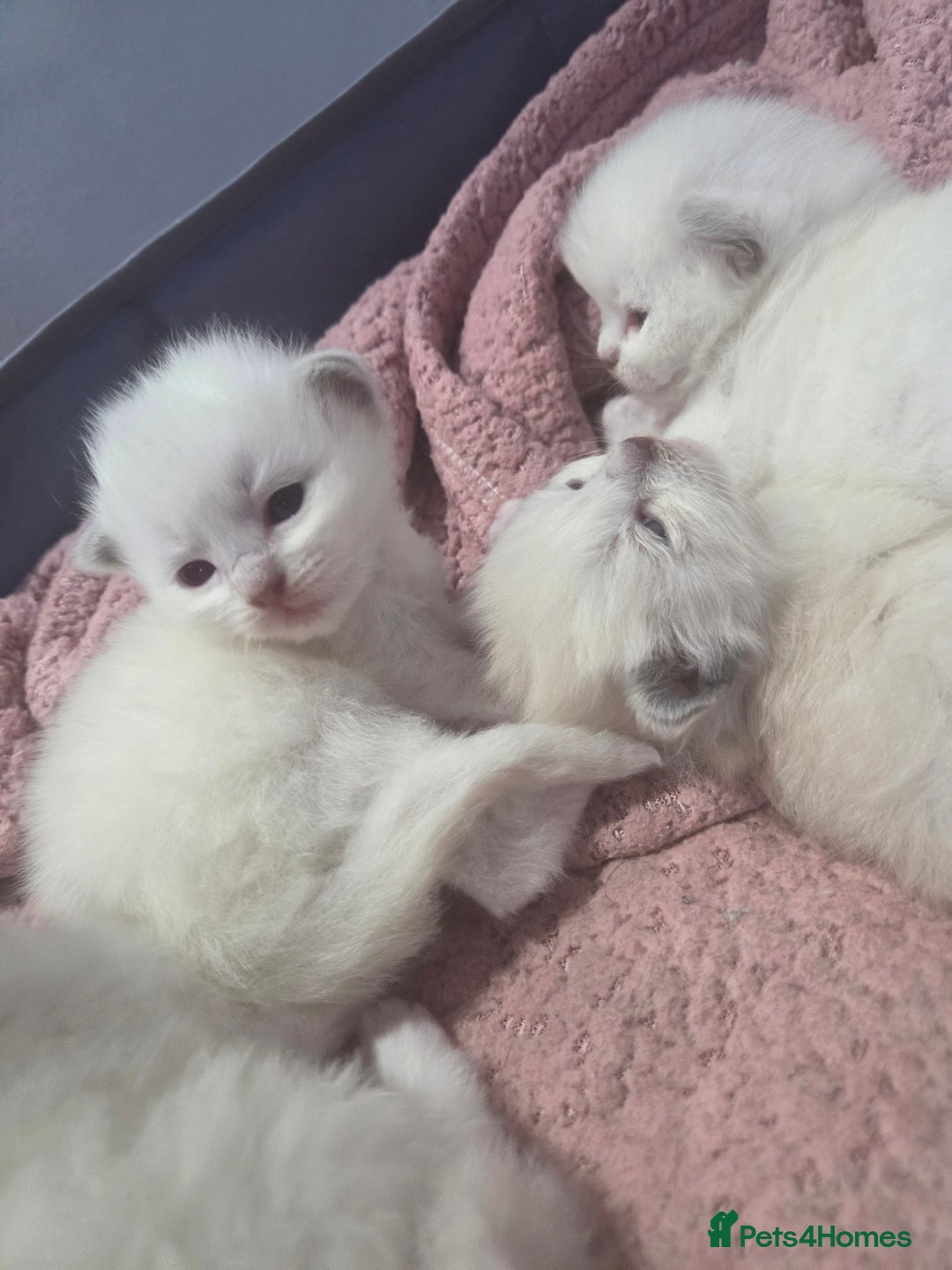 Ragdoll cats for sale: 5 fluffy chunky ragdoll babies for sale - Advert 6