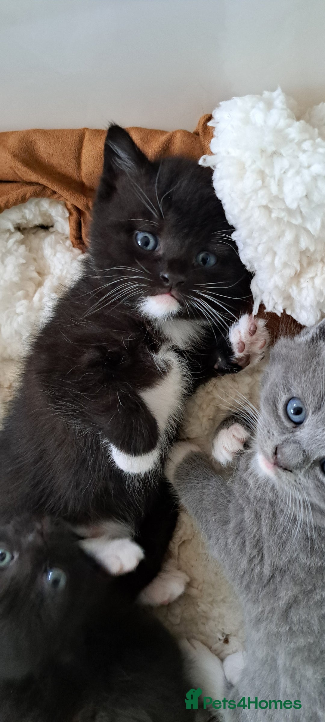 British Shorthair cats for sale: British Shorthair X Kittens  - Advert 9