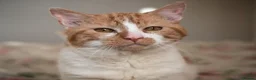 Mixed Breed cats for adoption: SANDI - Advert 7