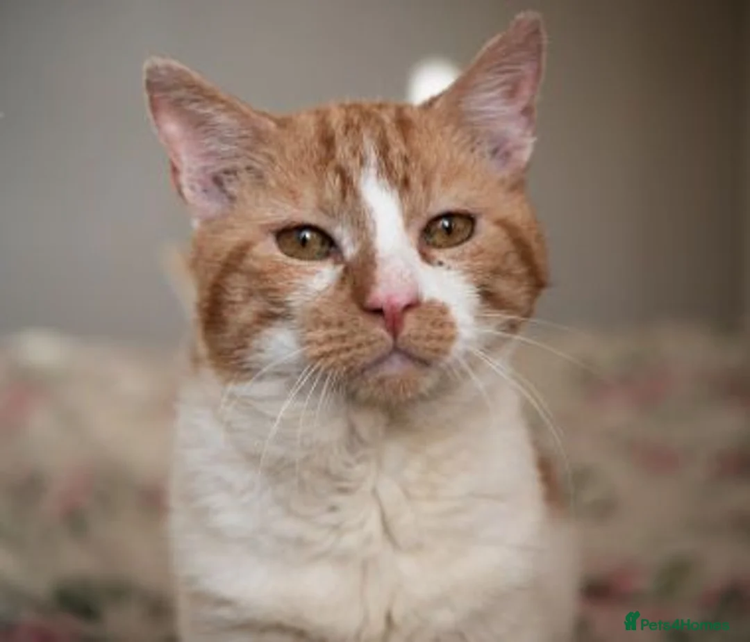 Mixed Breed cats for adoption: SANDI - Advert 7