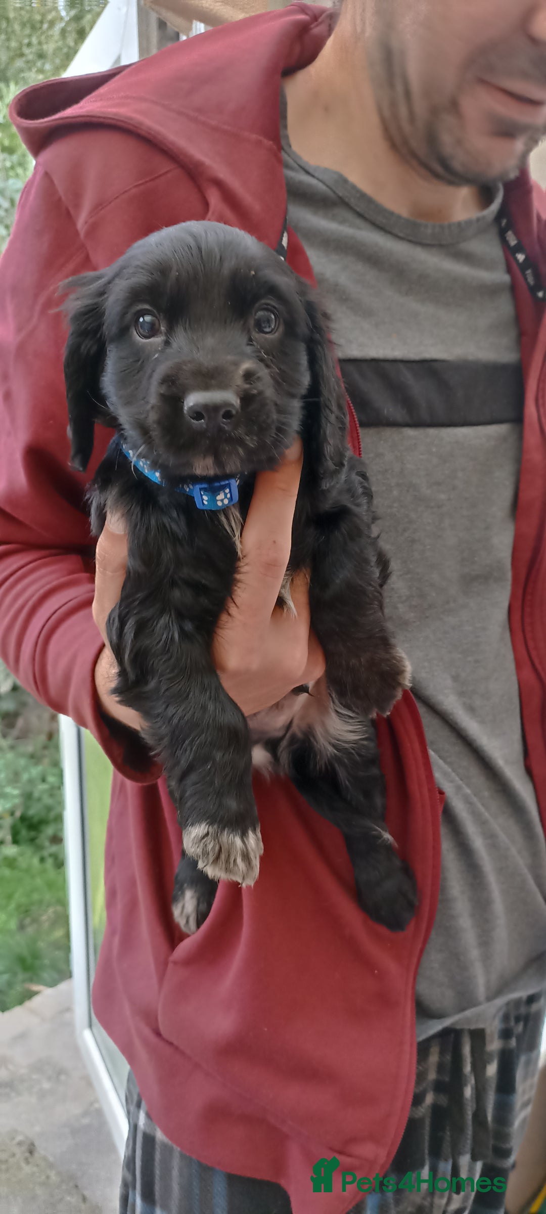 Cocker Spaniel dogs for sale: Stunning cocker spaniel litter  - Image 22