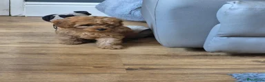 Cavapoo 3