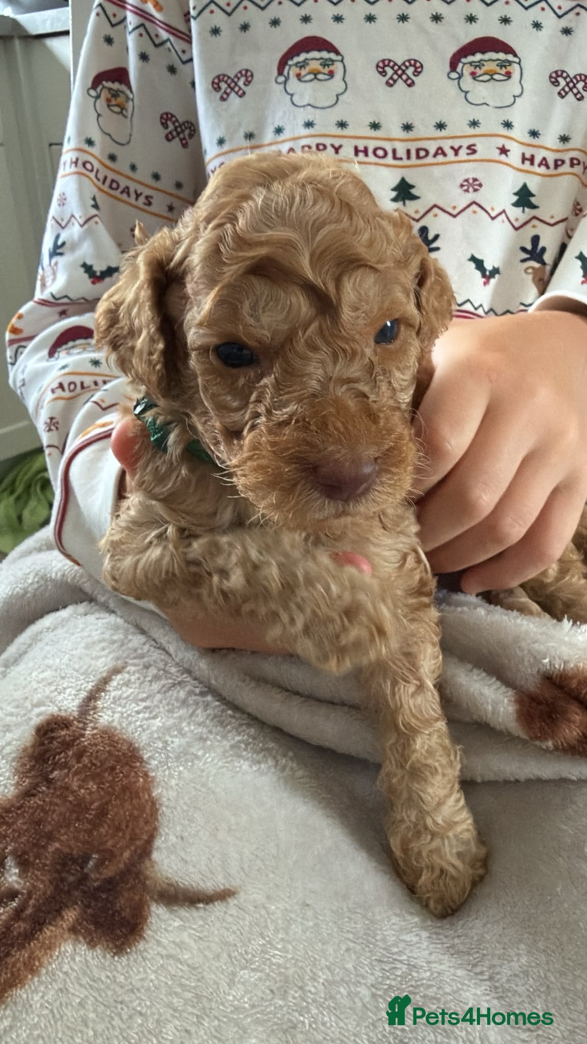 Labradoodle dogs 🐾 F1B Labradooles 🐾 5 reserved already  - Advert 2