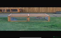 Continental Giant rabbits for sale: M&F Bonded Giant Cont Rabbits - Free To Good Home - Image 6