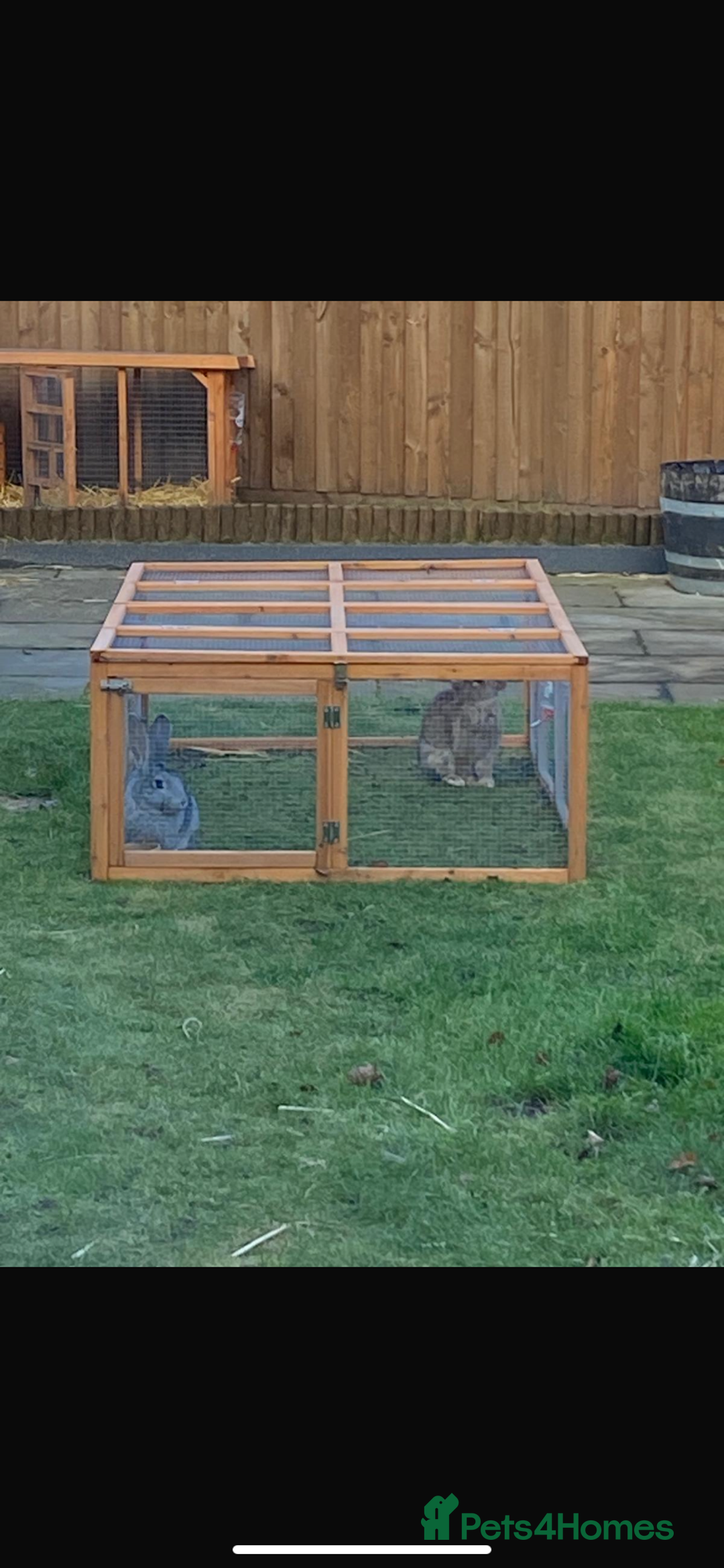Continental Giant rabbits for sale: M&F Bonded Giant Cont Rabbits - Free To Good Home - Image 6