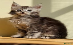 Maine Coon cats for sale: Beautiful pure bread Maine Coon kittens - Image 35
