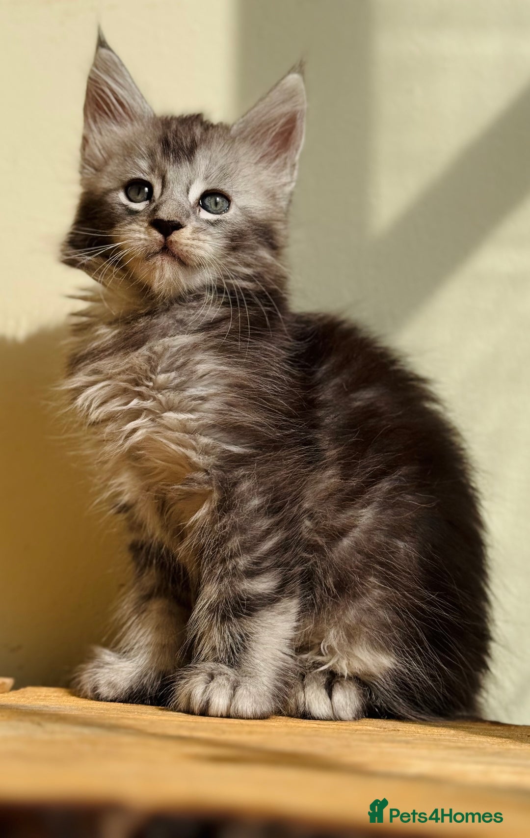 Maine Coon cats for sale: Beautiful pure bread Maine Coon kittens - Image 35