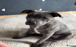 Staffordshire Bull Terrier dogs for sale: Blue Staffordshire bull terrier  - Image 7