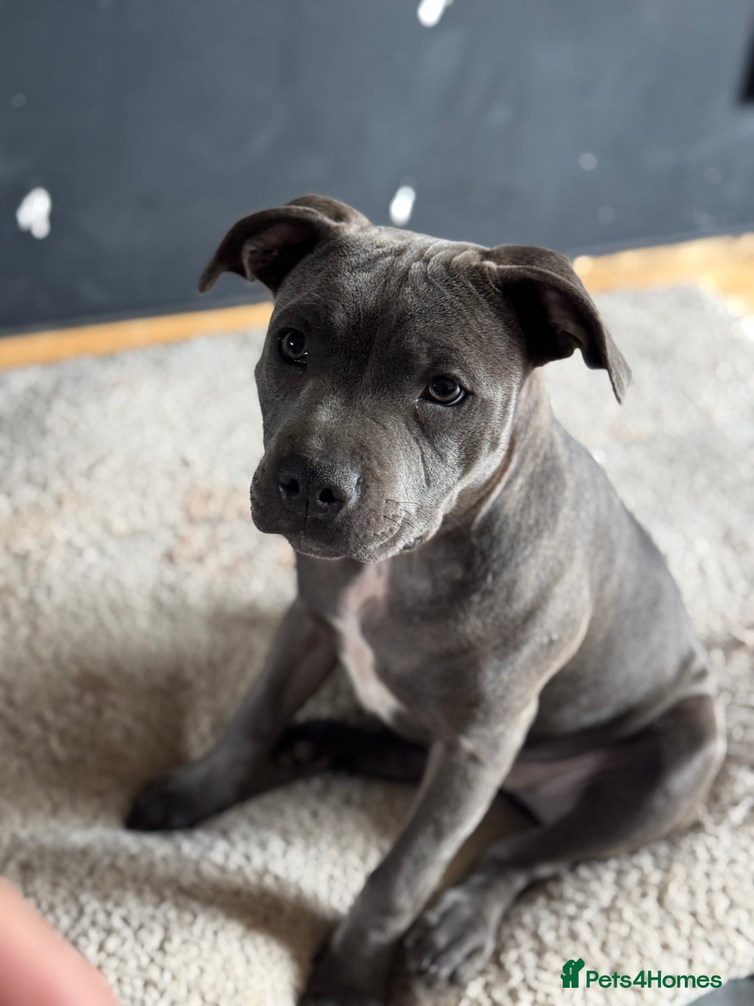 Staffordshire Bull Terrier dogs for sale: Blue Staffordshire bull terrier  - Image 7