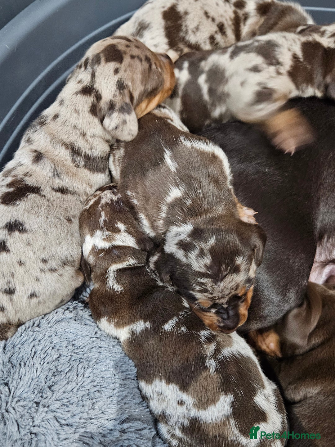 Dachshund dogs for sale: Dachshunds,Four girls and three boys - Advert 6