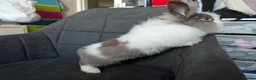 Lionhead rabbits for sale: Fluffy BE Lionhead Rabbits for Sale  - Advert 18