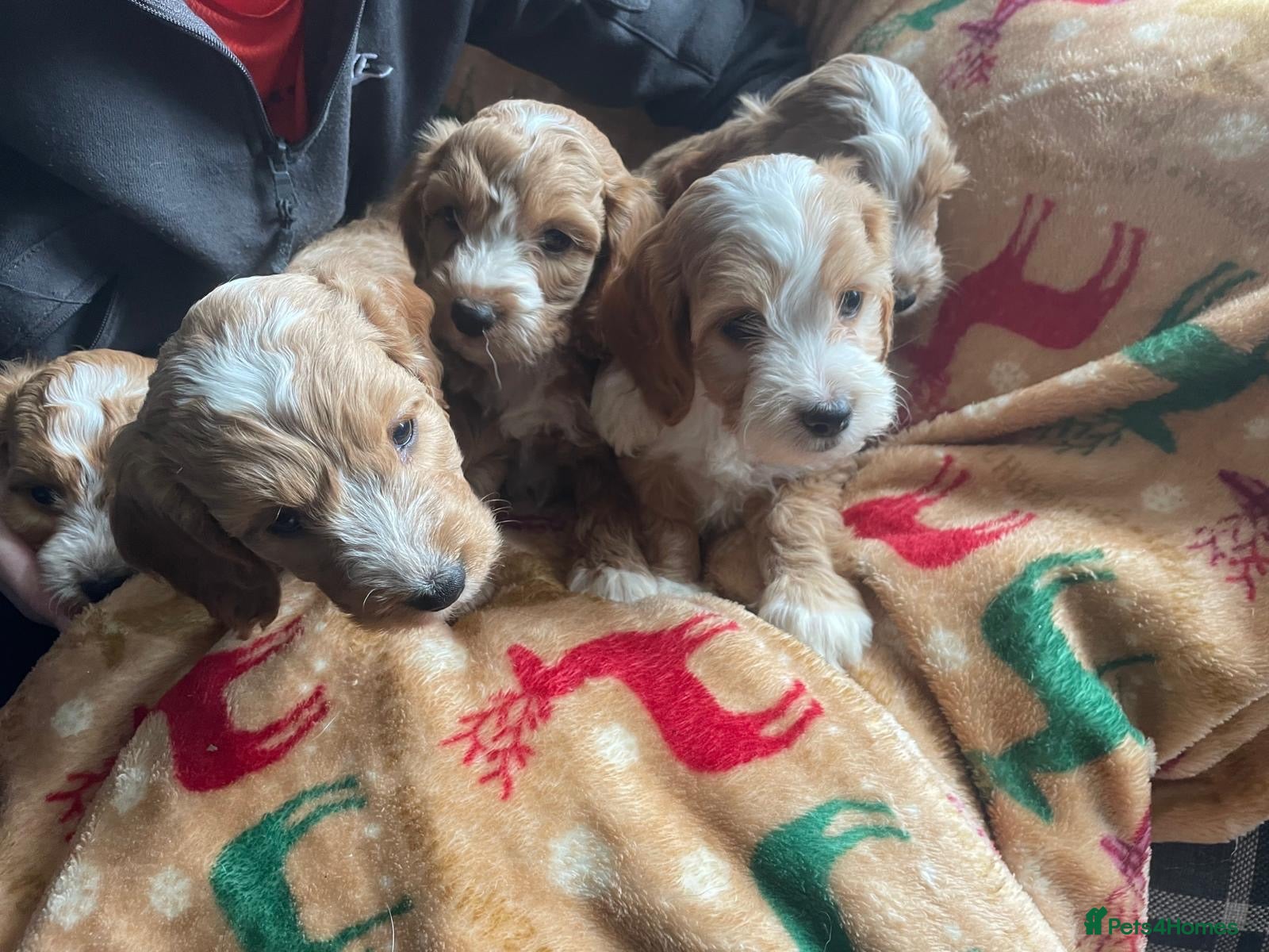 Cockapoo dogs for sale: Beautiful cockapoo puppies for sale  - Advert 5