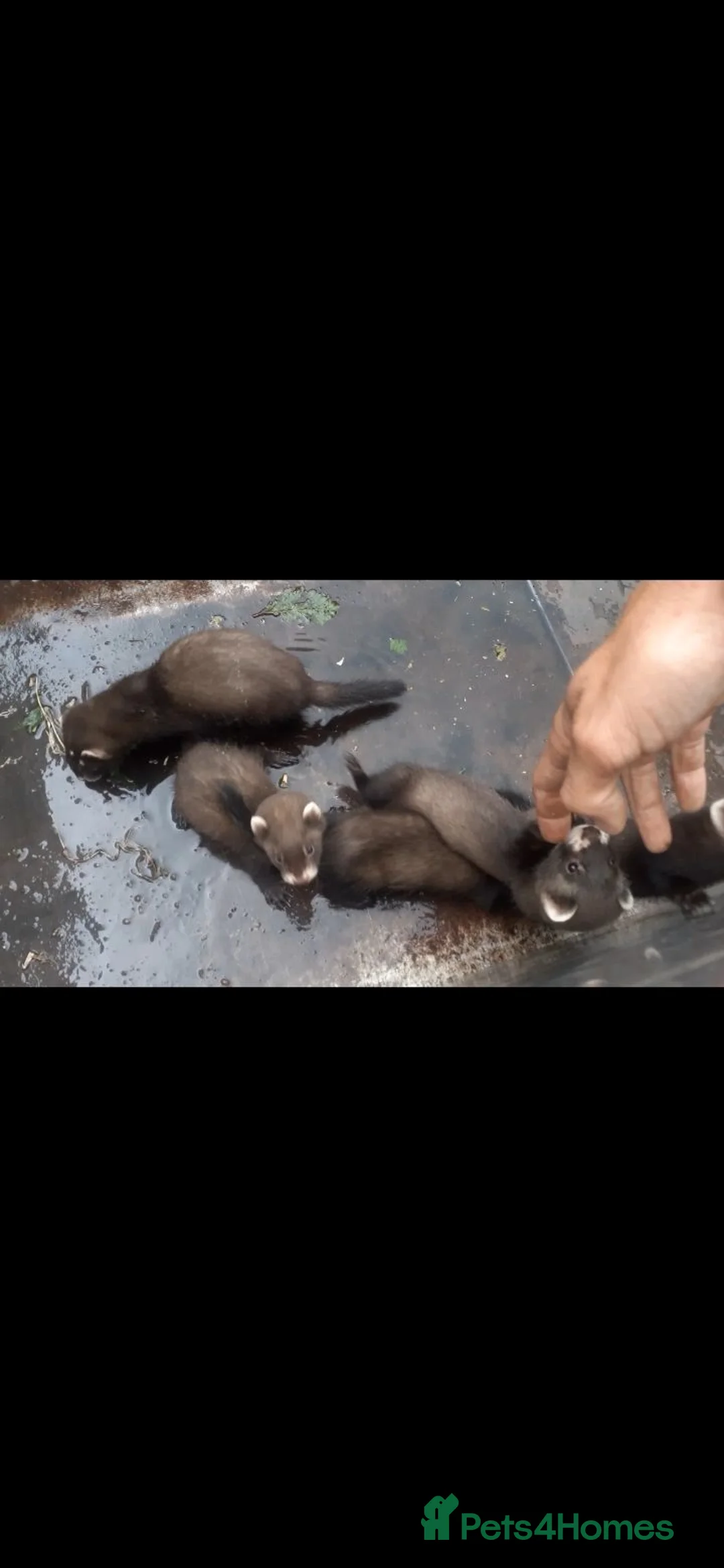 Ferret rodents for sale: European Ferret kits in Wigan - Advert 2