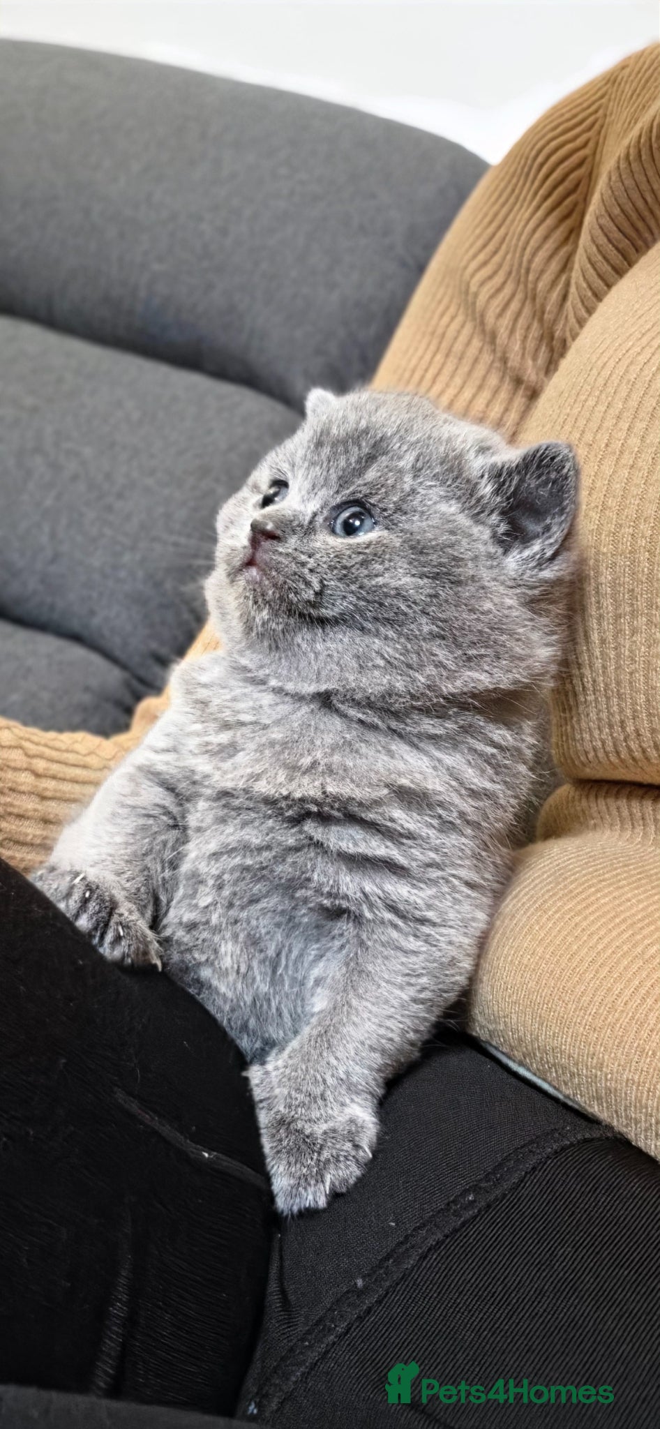 British Shorthair cats ​GCCF Registered(Active) British shorthair kittens - Advert 10