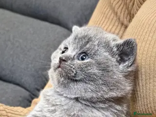 British Shorthair cats GCCF Registered(Active) British shorthair kittens - Advert 10