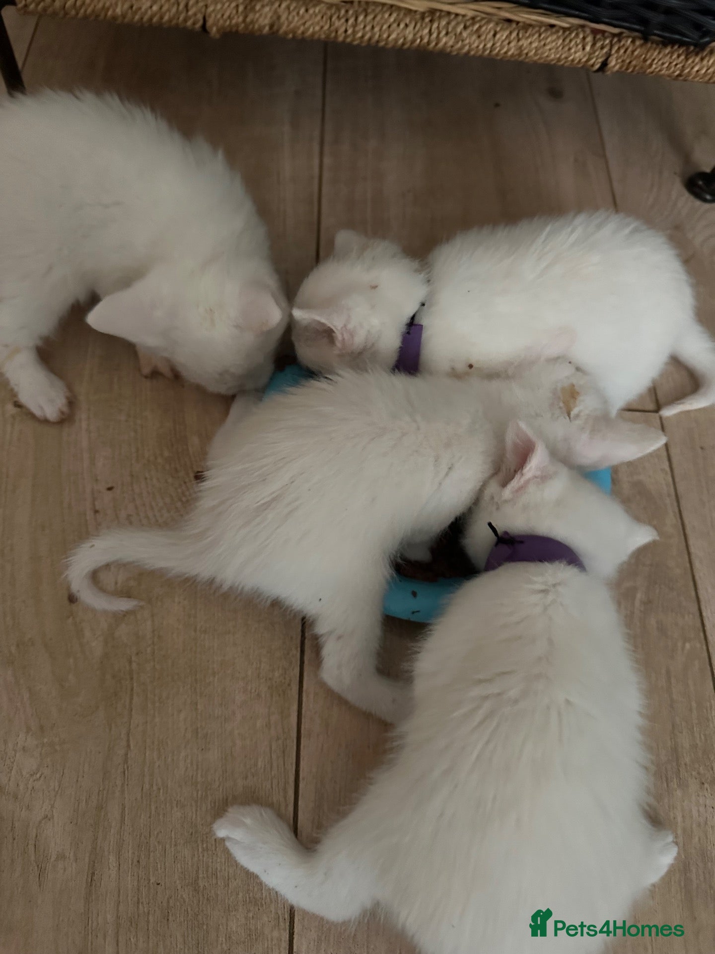 Mixed Breed cats Kitten  - Advert 1