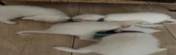 Mixed Breed cats for sale: Kitten  - Advert 1