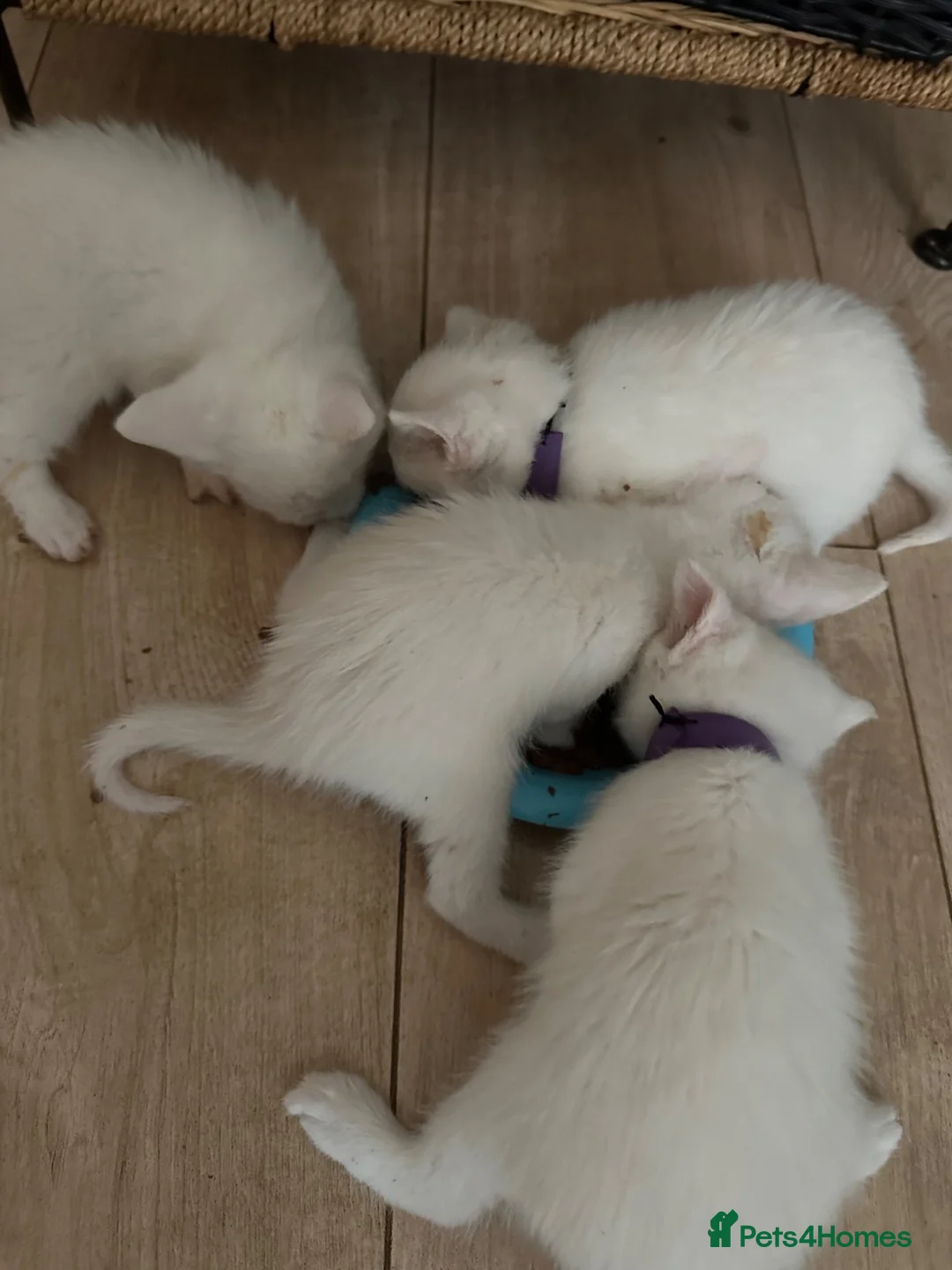 Mixed Breed cats for sale: Kitten  - Advert 1
