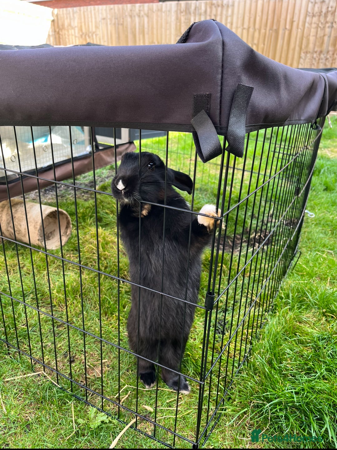 Havana rabbits for sale: Rabbit  - Image 2