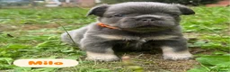 French Bulldog dogs for sale: KC Fluffy French Bulldogs  in Horsham - Advert 35