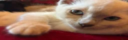 Tonkinese cats for sale: Exquisite Tonkdolls  - Advert 3