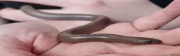 Mixed Breed reptiles for sale: Various snakes for sale - Advert 3